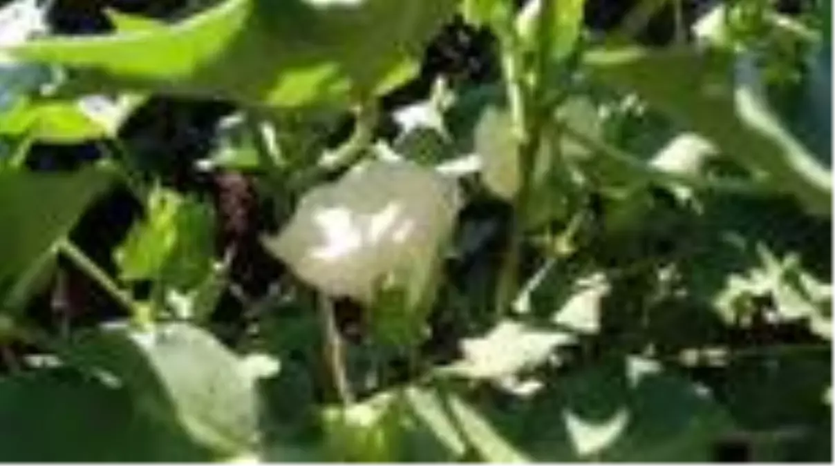 Pamukta verimi düşüren zararlı böceklerle 'feromon tuzağı'ya önlem