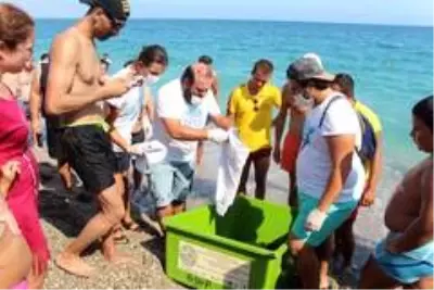 Son dakika haberi! Sahilde yüzen tatilcilere caretta caretta sürprizi Son dakika haberi! Sahilde yüzen tatilcilere caretta caretta sürprizi