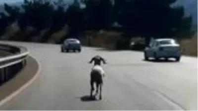 Sahibinin elinden kaçıp otoyola çıkan koç, sürücülere zor anlar yaşattı