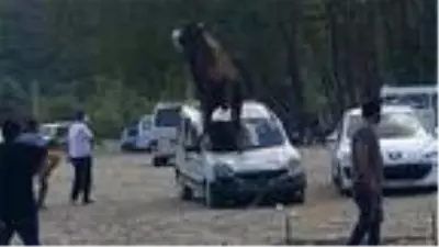Kesime götürülen kurbanlık boğa, sahibinin elinden kurtulunca aracın üzerine çıktı Kesime götürülen kurbanlık boğa, sahibinin elinden kurtulunca aracın üzerine çıktı