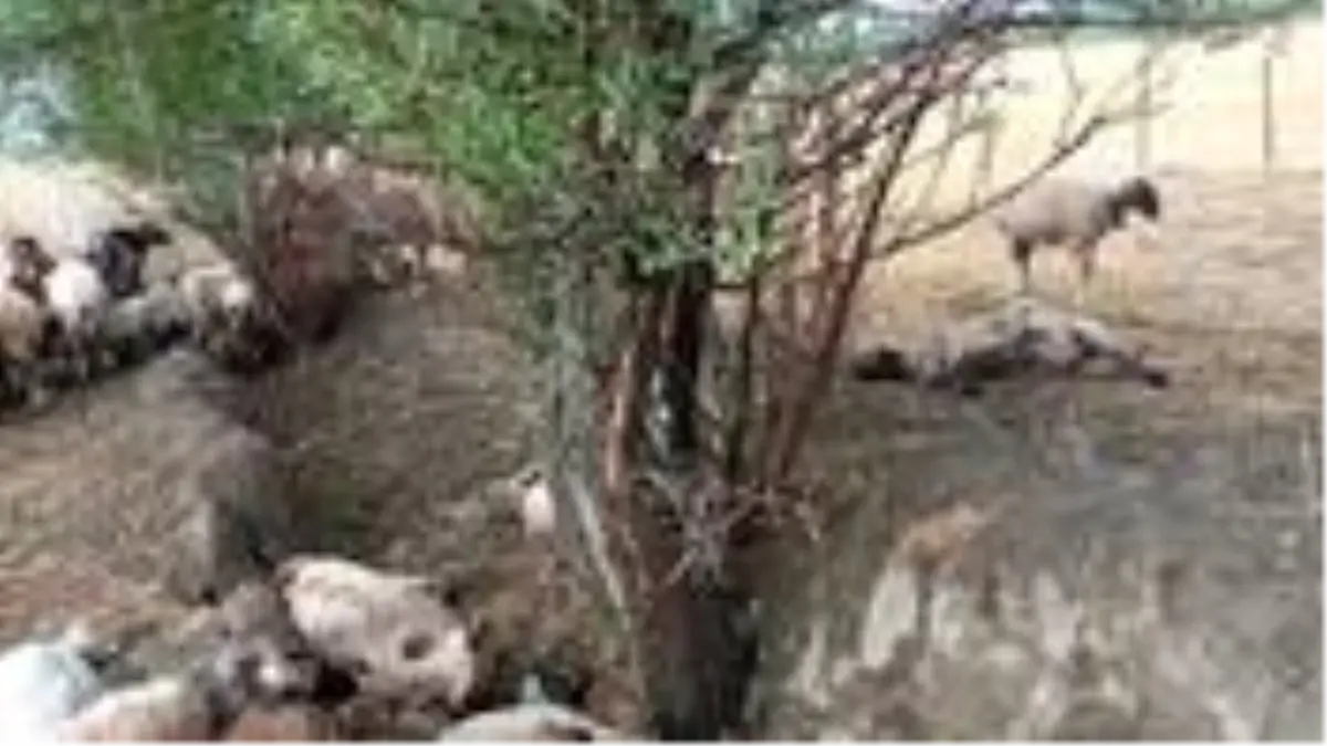 Antalya'da sürüye yıldırım isabet etti! 40 koyun telef ...