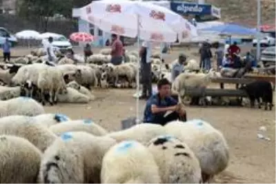 Diyarbakır'da kurbanlık fiyatları bayramın 3'üncü gününde yüzde 30 düştü
