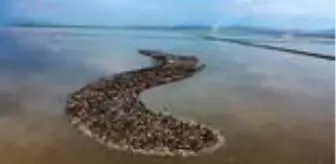 Erçek Gölü: (DRONE) Türkiye'nin büyüleyen güzelliği: Kuş cennetleri(1) - İZMİR/BALIKESİR/ Erçek Gölü: (DRONE) Türkiye'nin büyüleyen güzelliği: Kuş cennetleri(1) - İZMİR/BALIKESİR/