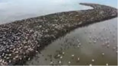 (DRONE) Türkiye'nin büyüleyen güzelliği: Kuş cennetleri(1) - İZMİR/BALIKESİR/ (DRONE) Türkiye'nin büyüleyen güzelliği: Kuş cennetleri(1) - İZMİR/BALIKESİR/