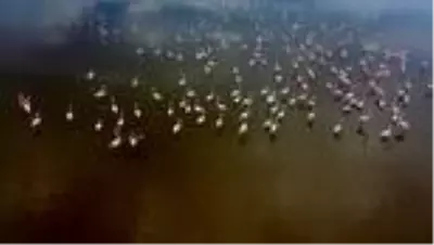 (DRONE) Türkiye'nin büyüleyen güzelliği: Kuş cennetleri(1) - İZMİR/BALIKESİR/ (DRONE) Türkiye'nin büyüleyen güzelliği: Kuş cennetleri(1) - İZMİR/BALIKESİR/