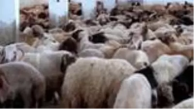İHH, 4 milyonun üzerinde kişiye bayram sevinci yaşattı İHH, 4 milyonun üzerinde kişiye bayram sevinci yaşattı