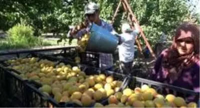 Isparta'da kayısı hasadında fiyatlar üreticinin yüzünü güldürdü