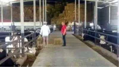 Manisa'daki yangından tahliye edilen hayvanlar için yem desteği Manisa'daki yangından tahliye edilen hayvanlar için yem desteği