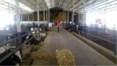 Manisa'daki yangından tahliye edilen hayvanlar için yem desteği Manisa'daki yangından tahliye edilen hayvanlar için yem desteği