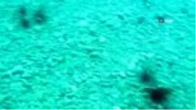 Uzmanından zehirli deniz kestanesi uyarısı Uzmanından zehirli deniz kestanesi uyarısı