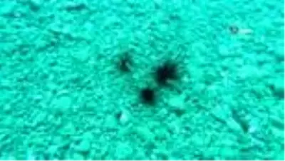 Uzmanından zehirli deniz kestanesi uyarısı Uzmanından zehirli deniz kestanesi uyarısı