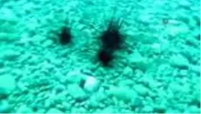 Uzmanından zehirli deniz kestanesi uyarısı Uzmanından zehirli deniz kestanesi uyarısı
