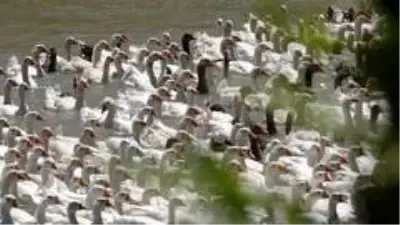 Fransa'dan yumurta getirtip memleketi Van'da kaz yetiştiriciliğine başladı, şimdi siparişlere yetişemiyor Fransa'dan yumurta getirtip memleketi Van'da kaz yetiştiriciliğine başladı, şimdi siparişlere yetişemiyor