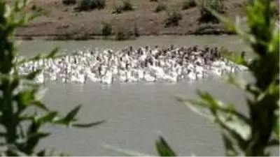 Fransa'dan yumurta getirtip memleketi Van'da kaz yetiştiriciliğine başladı, şimdi siparişlere yetişemiyor Fransa'dan yumurta getirtip memleketi Van'da kaz yetiştiriciliğine başladı, şimdi siparişlere yetişemiyor
