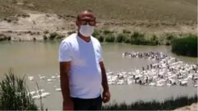 Fransa'dan yumurta getirtip memleketi Van'da kaz yetiştiriciliğine başladı, şimdi siparişlere yetişemiyor Fransa'dan yumurta getirtip memleketi Van'da kaz yetiştiriciliğine başladı, şimdi siparişlere yetişemiyor