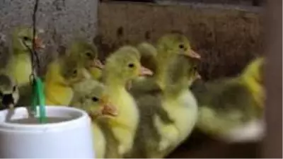 Fransa'dan yumurta getirtip memleketi Van'da kaz yetiştiriciliğine başladı, şimdi siparişlere yetişemiyor Fransa'dan yumurta getirtip memleketi Van'da kaz yetiştiriciliğine başladı, şimdi siparişlere yetişemiyor