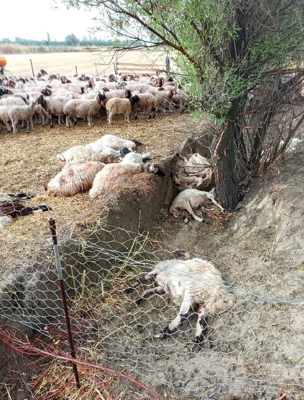 Antalya'da sürüye yıldırım isabet etti! 40 koyun telef oldu