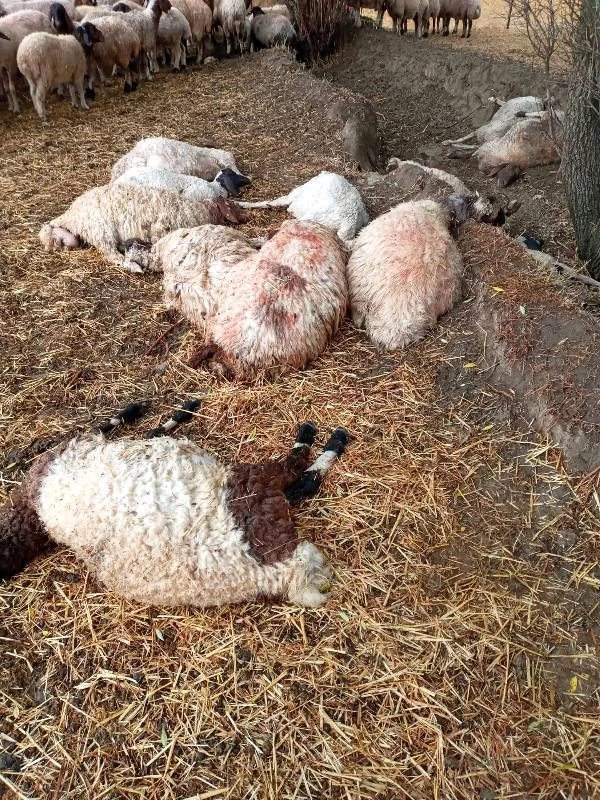 Antalya'da sürüye yıldırım isabet etti! 40 koyun telef oldu