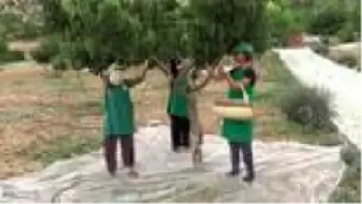 Kanser ve tümör hücrelerini yenen urmu dut pekmezinin kilosu altınla yarışıyor Kanser ve tümör hücrelerini yenen urmu dut pekmezinin kilosu altınla yarışıyor
