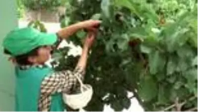 Kanser ve tümör hücrelerini yenen urmu dut pekmezinin kilosu altınla yarışıyor Kanser ve tümör hücrelerini yenen urmu dut pekmezinin kilosu altınla yarışıyor