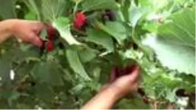 Kanser ve tümör hücrelerini yenen urmu dut pekmezinin kilosu altınla yarışıyor Kanser ve tümör hücrelerini yenen urmu dut pekmezinin kilosu altınla yarışıyor