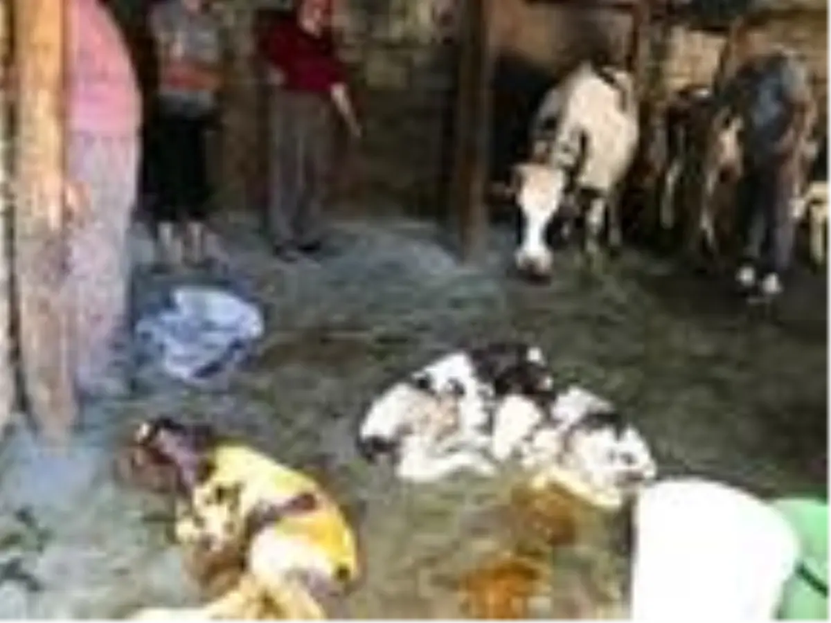 Besiciye bayramda üçüz buzağı sevinci