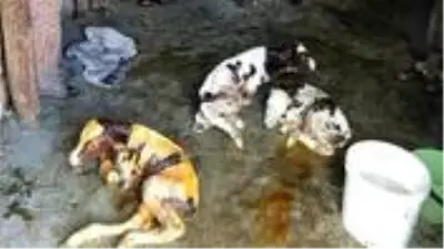 Doğuma koşan veterinere üçüz buzağı sürprizi Doğuma koşan veterinere üçüz buzağı sürprizi