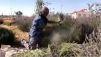 Ektiği lavantayla köyü karasineklerden temizledi Ektiği lavantayla köyü karasineklerden temizledi