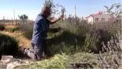 Ektiği lavantayla köyü karasineklerden temizledi Ektiği lavantayla köyü karasineklerden temizledi