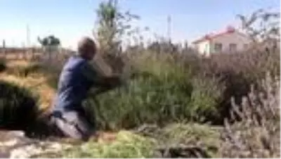 Ektiği lavantayla köyü karasineklerden temizledi Ektiği lavantayla köyü karasineklerden temizledi