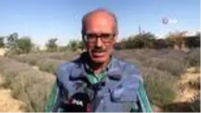 Ektiği lavantayla köyü karasineklerden temizledi Ektiği lavantayla köyü karasineklerden temizledi