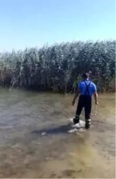 Gölde mahsur kalan köpeği itfaiye kurtardı Gölde mahsur kalan köpeği itfaiye kurtardı