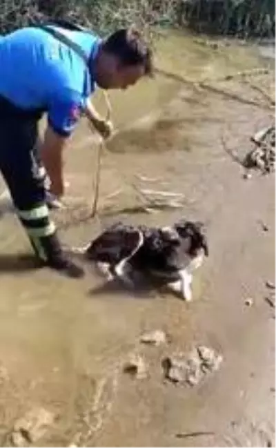 Gölde mahsur kalan köpeği itfaiye kurtardı Gölde mahsur kalan köpeği itfaiye kurtardı