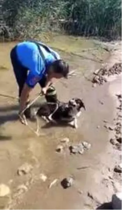 Gölde mahsur kalan köpeği itfaiye kurtardı Gölde mahsur kalan köpeği itfaiye kurtardı