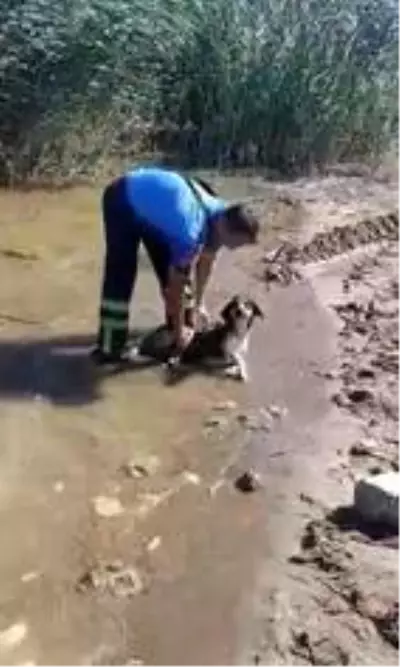 Gölde mahsur kalan köpeği itfaiye kurtardı Gölde mahsur kalan köpeği itfaiye kurtardı