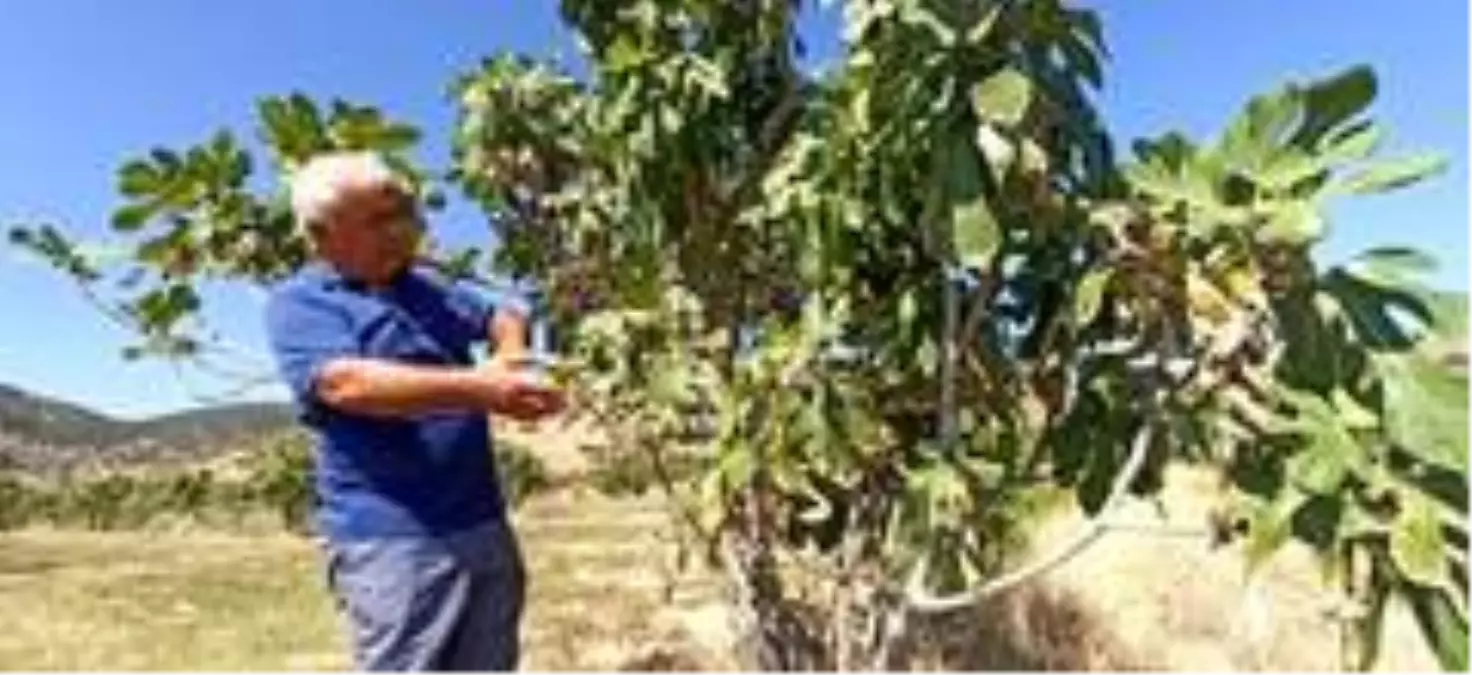 İncir sıcakları rekolteyi etkileyecek