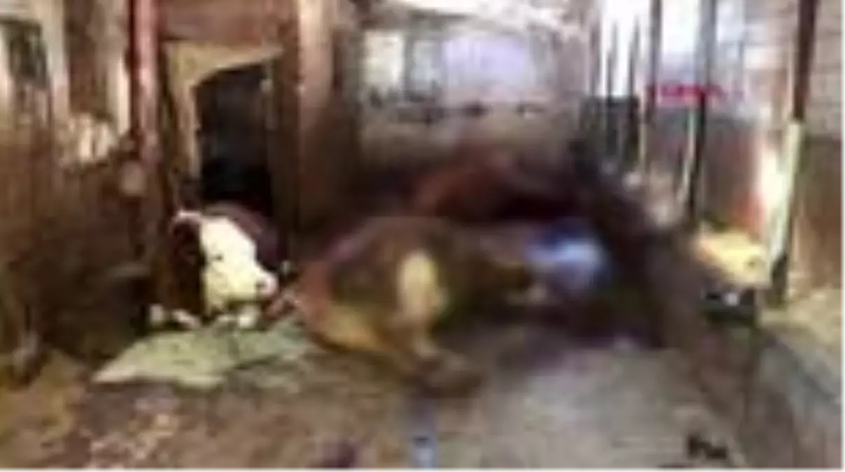 KAHRAMANMARAŞ Elektrik akımına kapılan 5 büyükbaş öldü