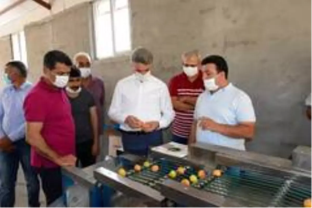 Kayısı boylama makinesi beğenildi