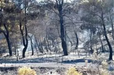 Manisa'daki orman yangını tamamen kontrol altına alındı Manisa'daki orman yangını tamamen kontrol altına alındı