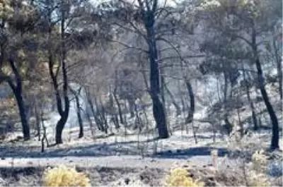 Manisa'daki orman yangını tek noktada devam ediyor Manisa'daki orman yangını tek noktada devam ediyor