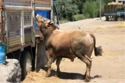 756 hayırsever bağışı ile 108 kurban kesildi 756 hayırsever bağışı ile 108 kurban kesildi