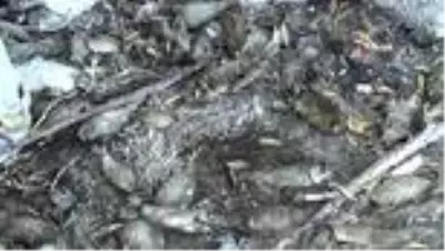 Akarsuyun kuruması ile çevre felaketi yaşandı Akarsuyun kuruması ile çevre felaketi yaşandı