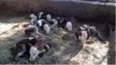 Besiciye bayram sürprizi! Aydın'da bir inek beşiz buzağı doğurdu Besiciye bayram sürprizi! Aydın'da bir inek beşiz buzağı doğurdu