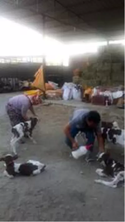 Besiciye bayram sürprizi! Aydın'da bir inek beşiz buzağı doğurdu Besiciye bayram sürprizi! Aydın'da bir inek beşiz buzağı doğurdu