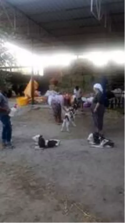 Besiciye bayram sürprizi! Aydın'da bir inek beşiz buzağı doğurdu Besiciye bayram sürprizi! Aydın'da bir inek beşiz buzağı doğurdu