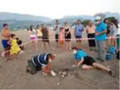 Bayram caretta carettaları Bayram caretta carettaları