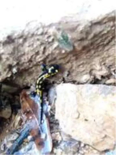 Son dakika haber... Benekli Anadolu semenderi, Tunceli'de görüntülendi Son dakika haber... Benekli Anadolu semenderi, Tunceli'de görüntülendi