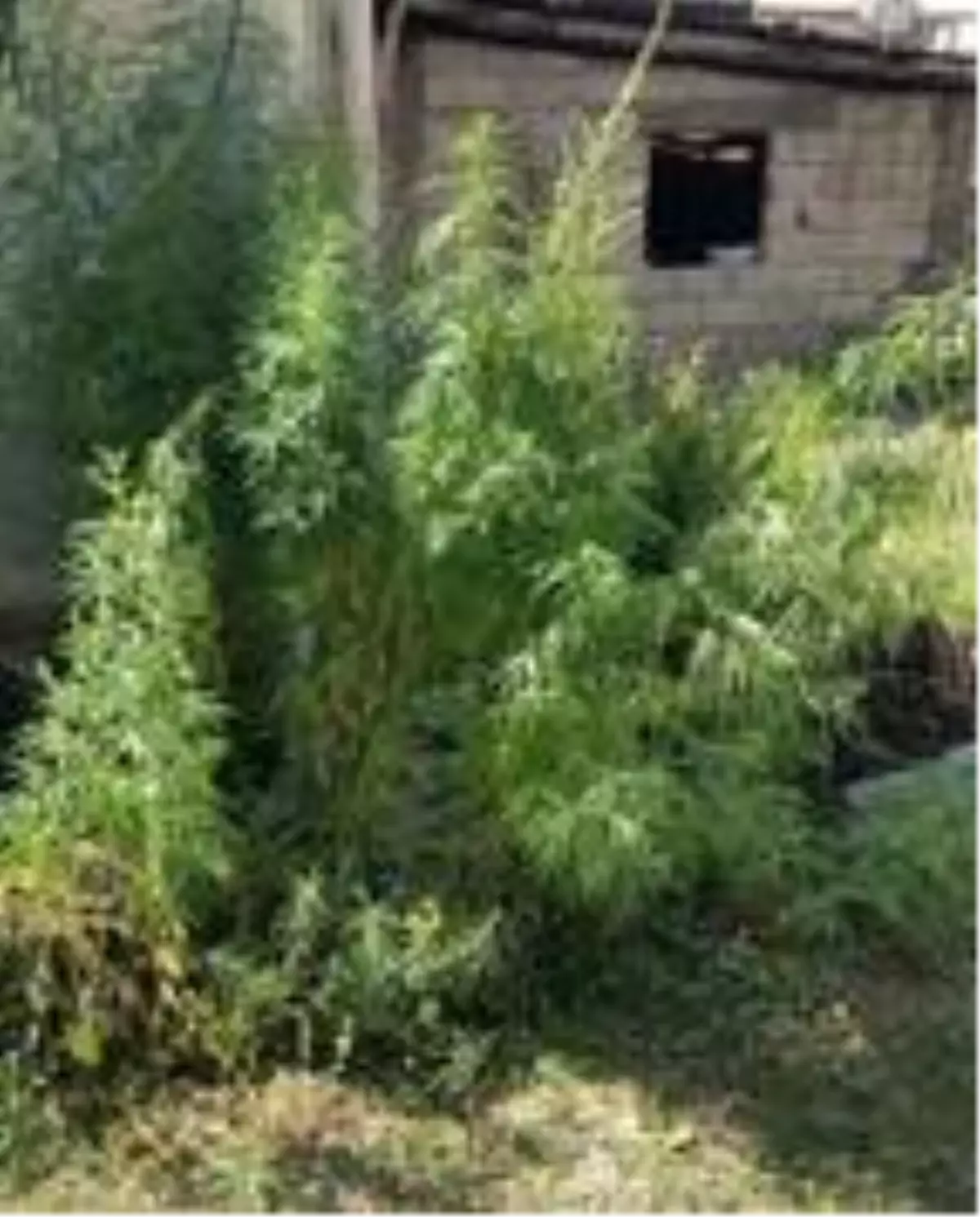 Bitlis'te 147 kök Hint keneviri ele geçirildi