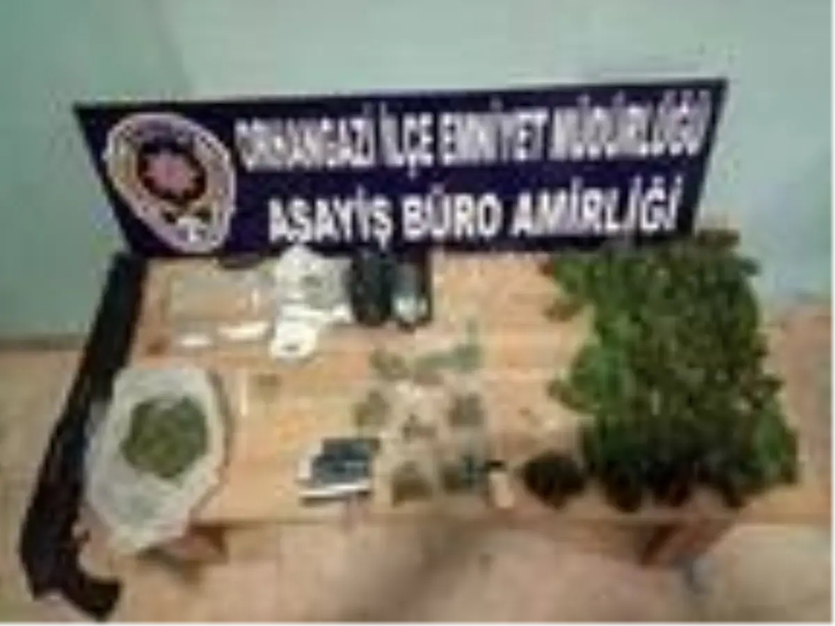 Bursa'da 283 kök Hint keneviri ele geçirildi