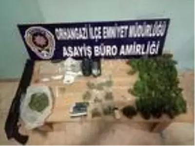 Bursa'da 283 kök Hint keneviri ele geçirildi Bursa'da 283 kök Hint keneviri ele geçirildi